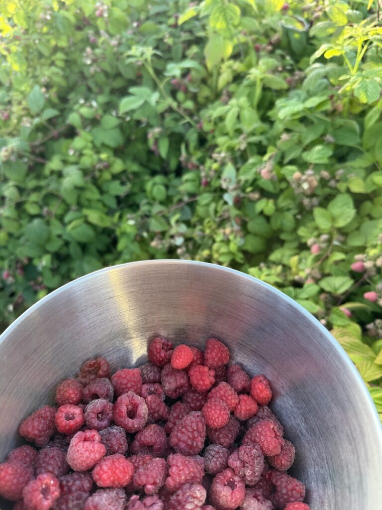Bowl of fresh picked raspberries