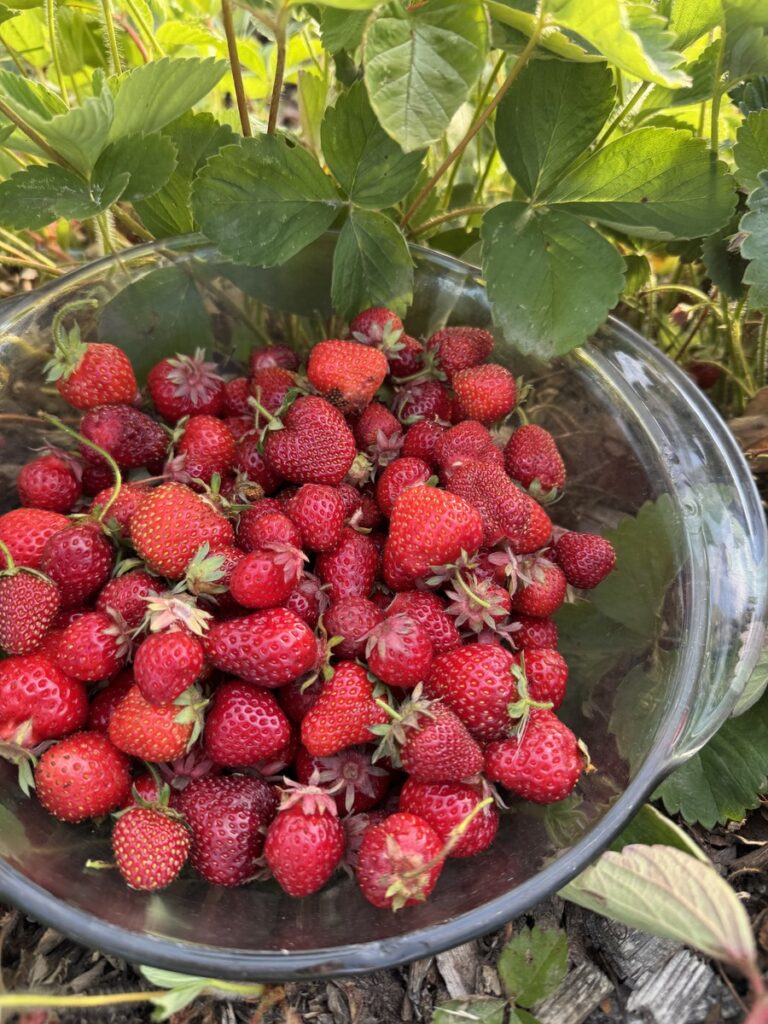 Bowl of fresh picked strawberries